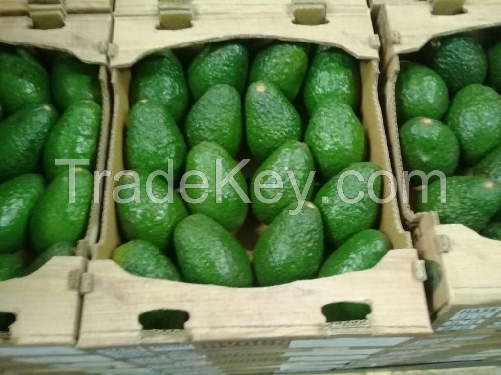 Fresh Avocados 