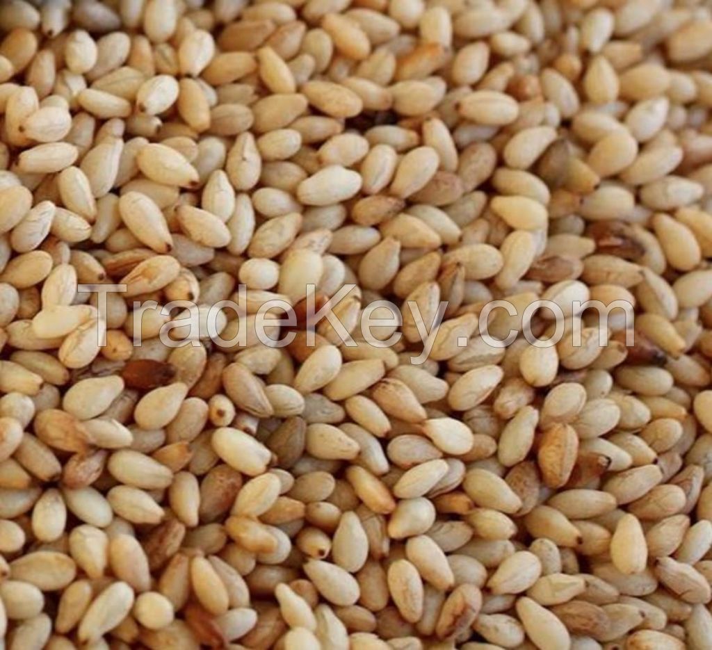 Sesame Seeds