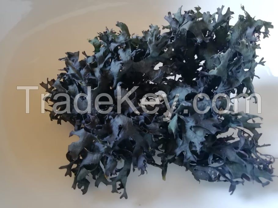 seaweed chondrus crispus /  irish moss / seamoss gracilaria