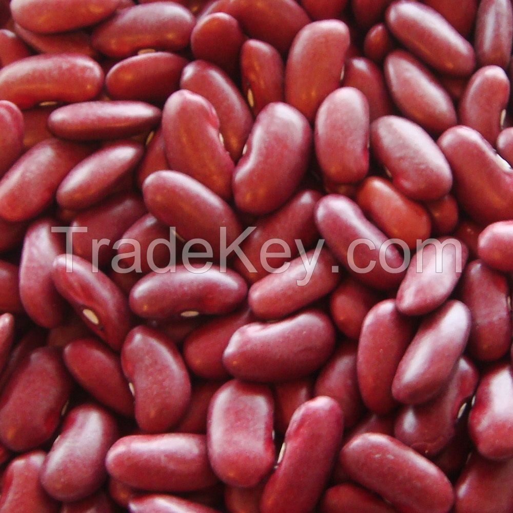 best quality red kidney and sugar beans grains