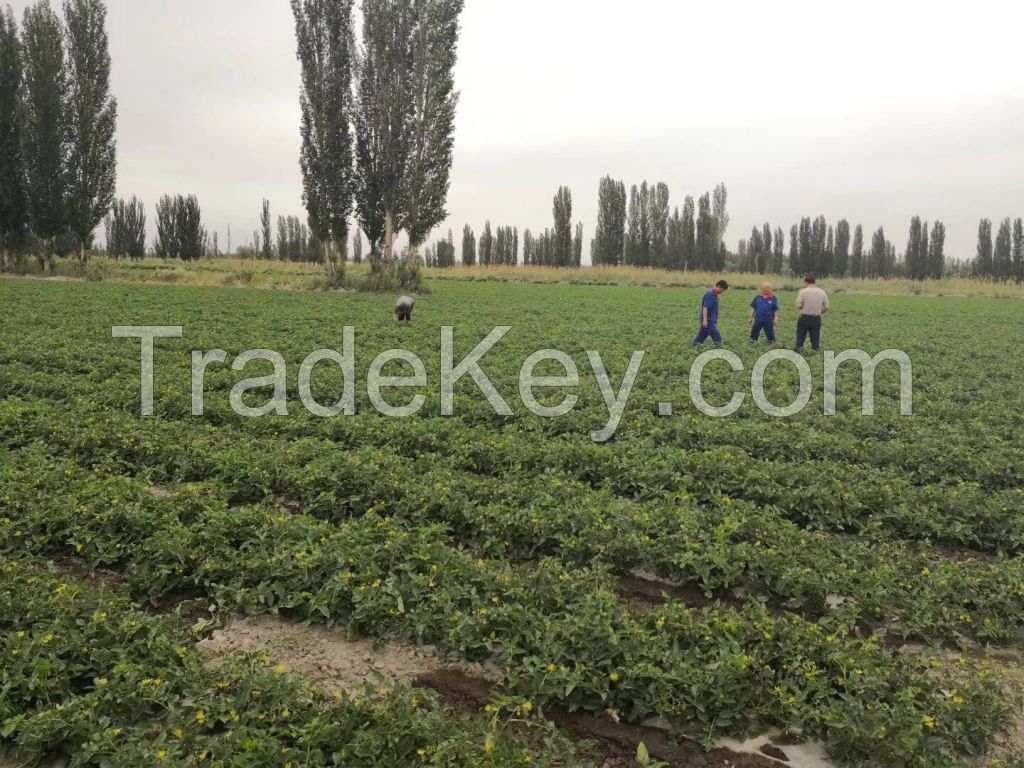 High Yield Hybrid Tomato Seeds Wholesale Price