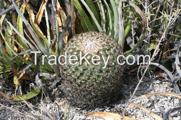 cacti and succulent Seeds