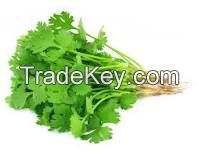 Coriander