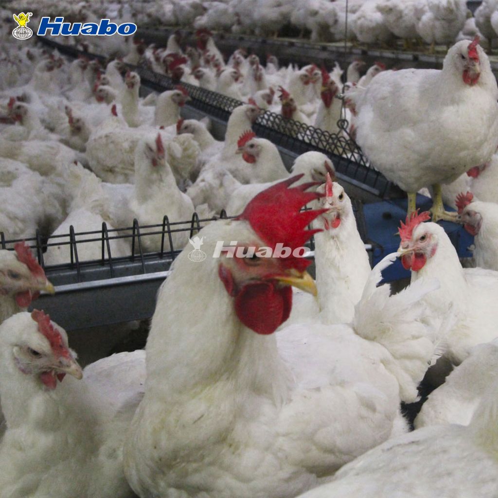 Auto Poultry Chain Feeding Equipment System For Breeder Farm