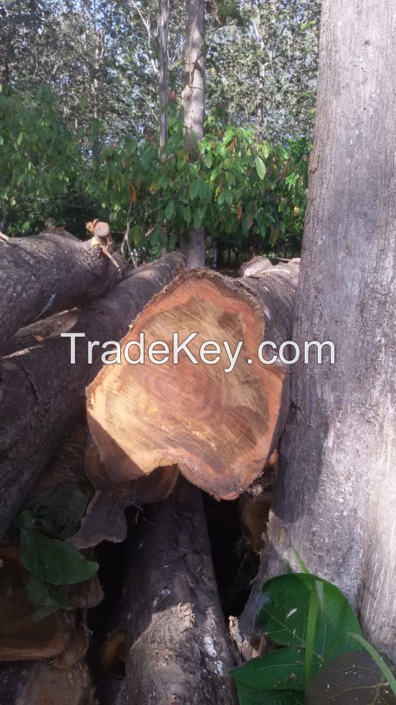 Teak wood logs and timber