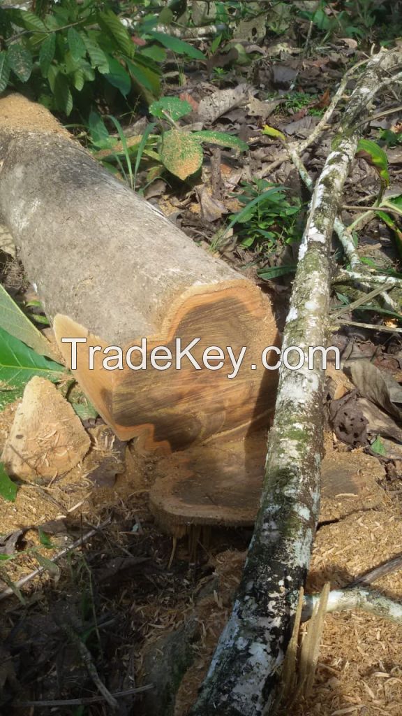 Teak wood logs and timber