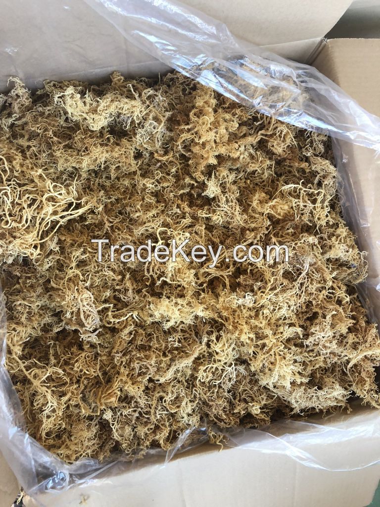 DRIED SEA MOSS/ 100% NATURAL SEA MOSS FROM VIETNAM WITH COMPETITIVE PRICE