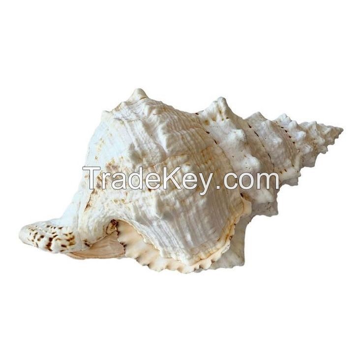 Supplier large quantity with cheap price scallop seashells