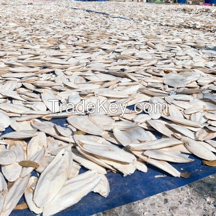 Dried cuttle fish dry cuttle fish bone for sale cuttlefish bone Processed Unprocessed dried cuttlefish