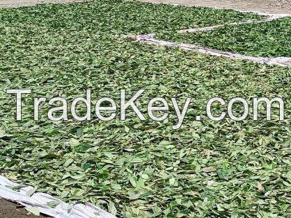 Dried Bay Leaves For Spices And Herbs Are Sold At Good Prices From Vietnam