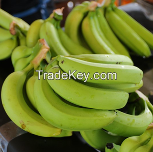 FRESH CAVENDISH BANANAS Ã¢ï¿½ï¿½ SWEET AND NUTRITIOUS