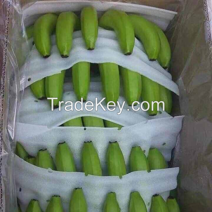 FRESH CAVENDISH BANANAS Ã¢ï¿½ï¿½ SWEET AND NUTRITIOUS