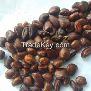 ORGANIC TAMARIND SEEDS / TRADITIONAL AND HEALTHY / MADE IN VIETNAM