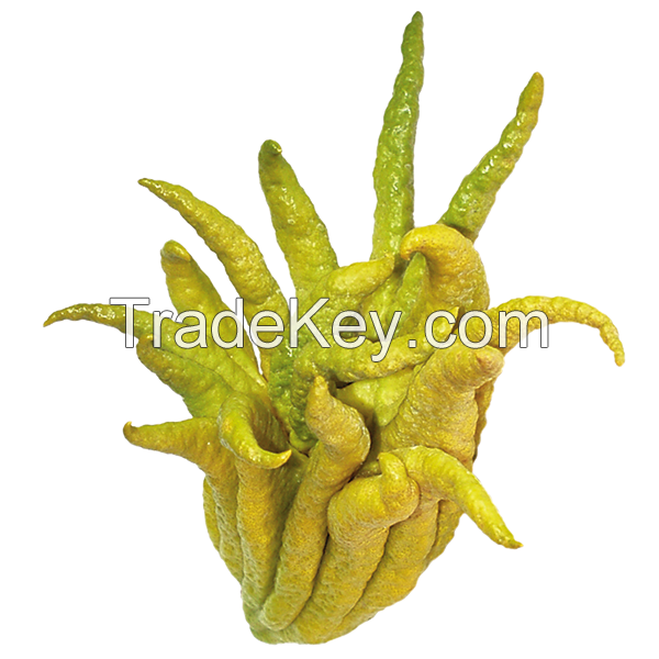 EXQUISITE BUDDHA HAND FRUIT FOR CULINARY ARTISTS NATURAL AND NON-GMO / AROMATIC AND VIBRANT / AFFORDABLE FOR FLAVORFUL CREATIONS / MADE IN VIETNAM 