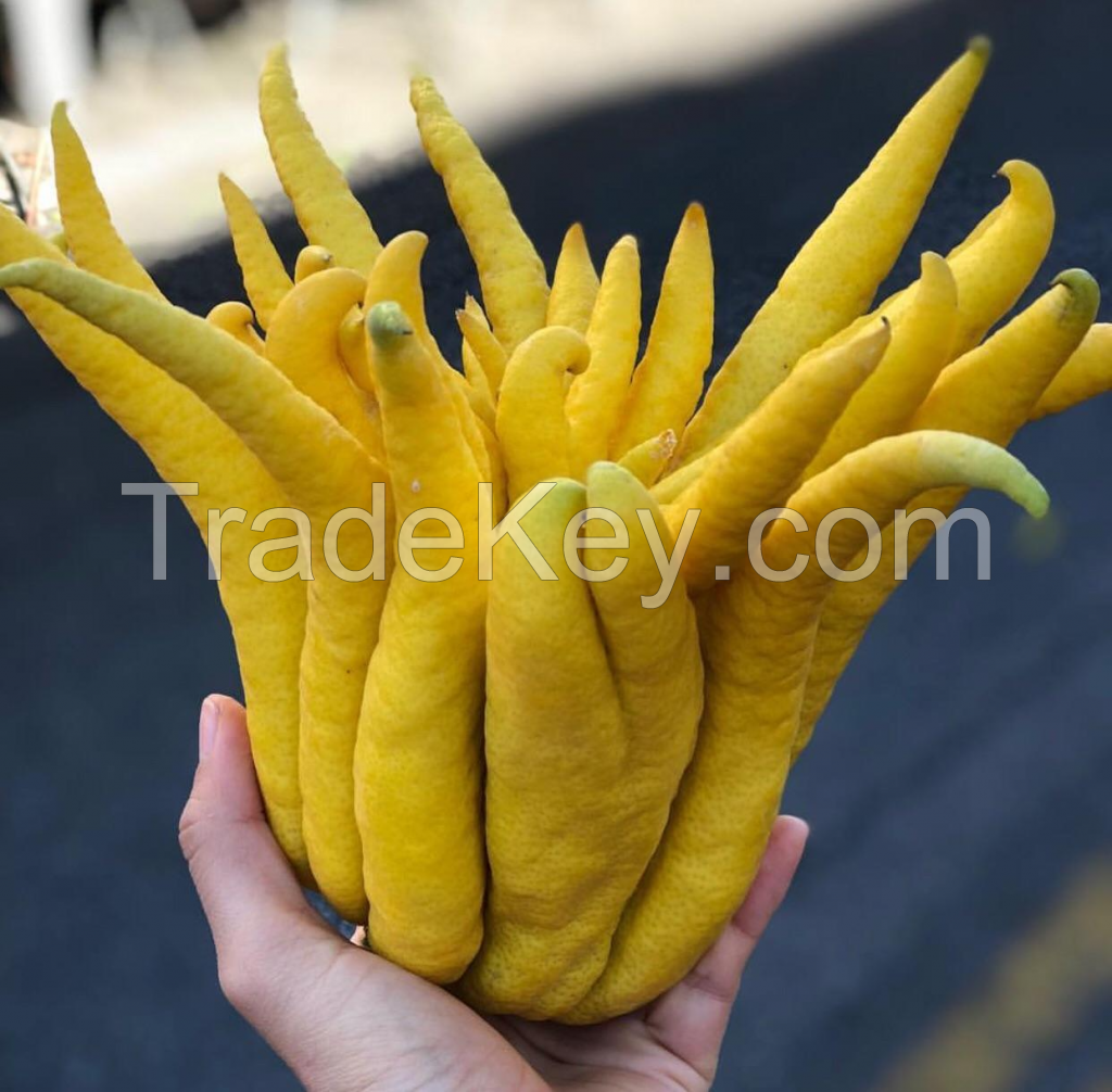 EXQUISITE BUDDHA HAND FRUIT FOR CULINARY ARTISTS NATURAL AND NON-GMO / AROMATIC AND VIBRANT / AFFORDABLE FOR FLAVORFUL CREATIONS / MADE IN VIETNAM 