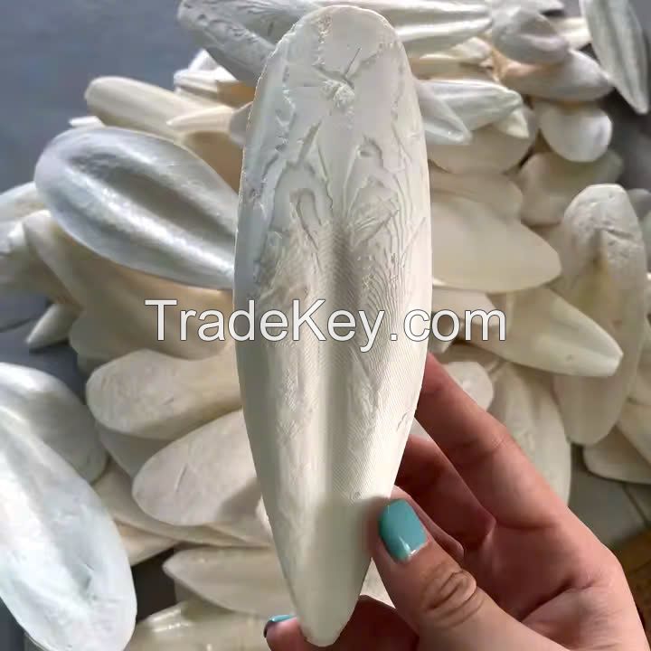 ORGANIC CUTTLEFISH BONE / SAFE FOR PETS & BIRDS / MADE IN VIETNAM