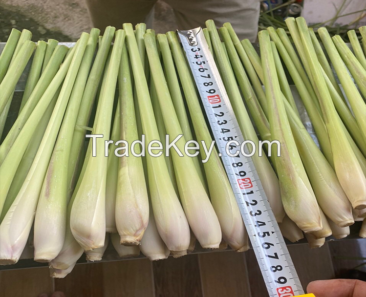 AROMATIC FROZEN LEMONGRASS / IMMUNITY &amp; DETOX / CLEAN &amp; GREEN / NO ADDITIVES