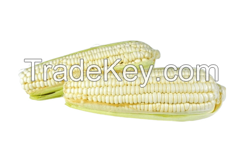 FROZEN SWEET CORN / CLEAN LABEL / PLANT-BASED / READY TO COOK