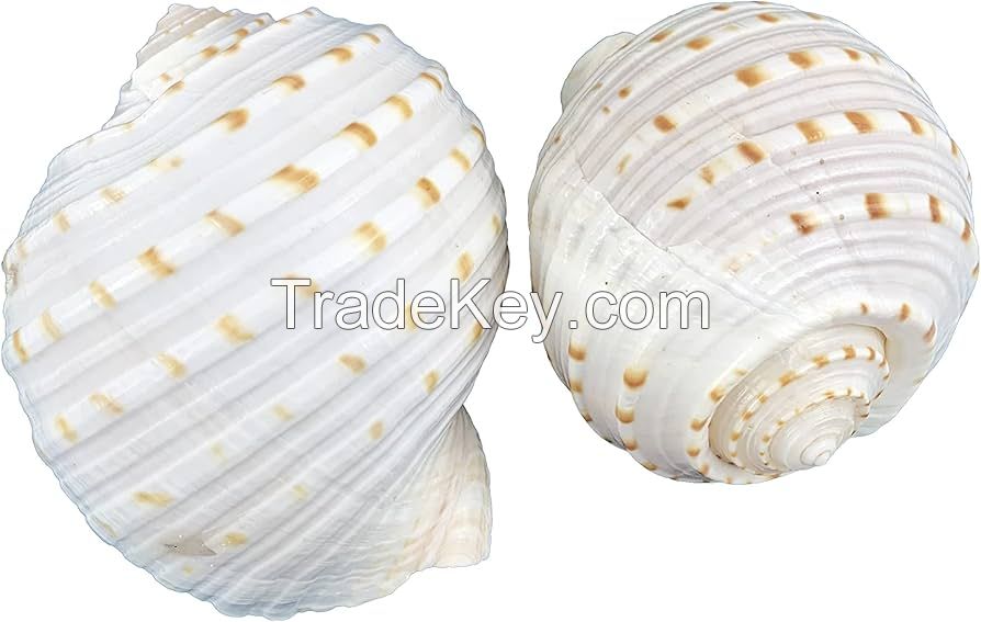NATURAL TUN SHELL DECOR / HANDPICKED AND CLEAN