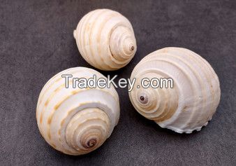 NATURAL TUN SHELL DECOR / HANDPICKED AND CLEAN
