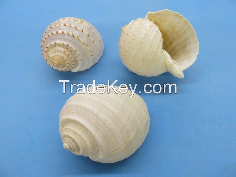 NATURAL TUN SHELL DECOR / HANDPICKED AND CLEAN