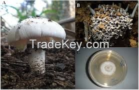 FORESTMILD TERMITE POWDER