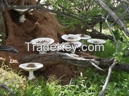 FORESTMILD TERMITE POWDER