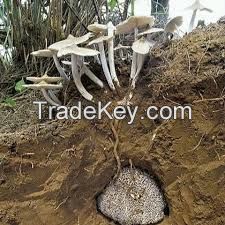 FORESTMILD TERMITE POWDER