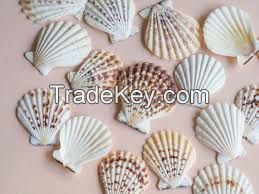 PURE BOTANICAL SHELLS FOR WELLNESS SUPPORT