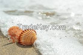 PURE BOTANICAL SHELLS FOR WELLNESS SUPPORT