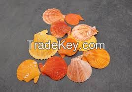 PURE BOTANICAL SHELLS FOR WELLNESS SUPPORT