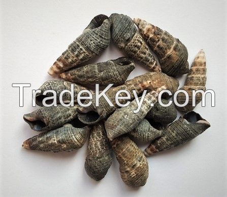 HAND SELECTED BATILLARIA ZONALIS SEA SHELLS / NATURAL POLISHED / CLEAN GRADE / FOR GLOBAL EXPORT