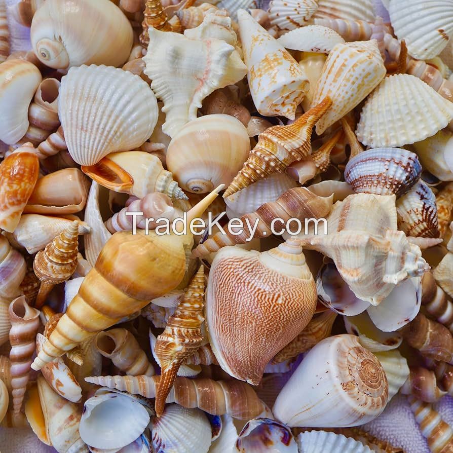 HAND SELECTED BATILLARIA ZONALIS SEA SHELLS / NATURAL POLISHED / CLEAN GRADE / FOR GLOBAL EXPORT