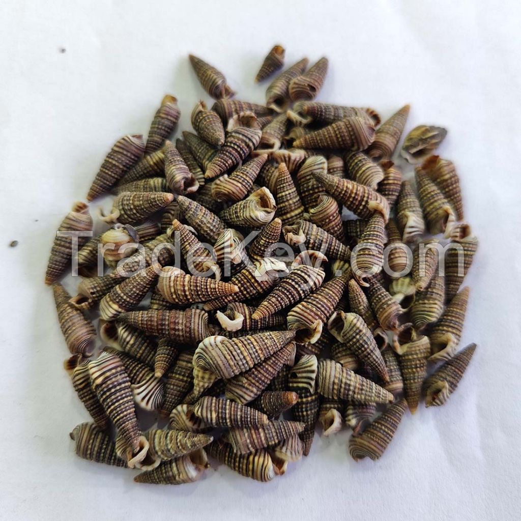 HAND SELECTED BATILLARIA ZONALIS SEA SHELLS / NATURAL POLISHED / CLEAN GRADE / FOR GLOBAL EXPORT