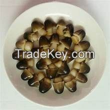 NATURAL CANNED STRAW MUSHROOM SLICED FOR HEALTHY COOKING IMMUNE SUPPORT CLEAN LABEL VEGAN FRIENDLY