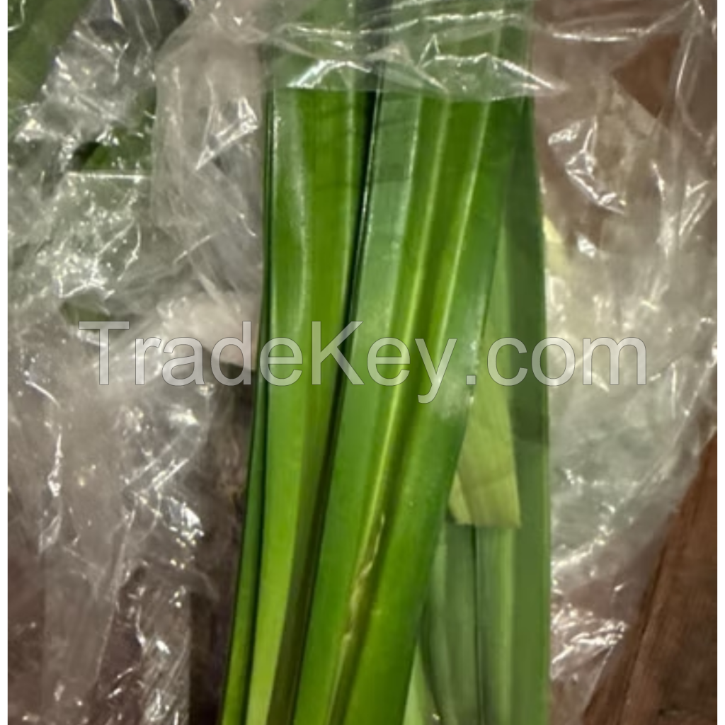 HOT DEAL DRIED PANDAN LEAVES BULK EXPORT FROM VIETNAM WITH BEST QUALITY