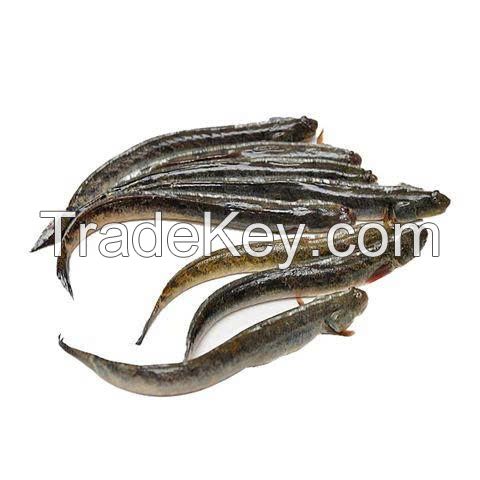 FROZEN GOBY FISH PREMIUM QUALITY SEAFOOD BULK WHOLESALE SUPPLY EXPORT PRODUCT HOT DEAL TOP SALES BEST PRICE