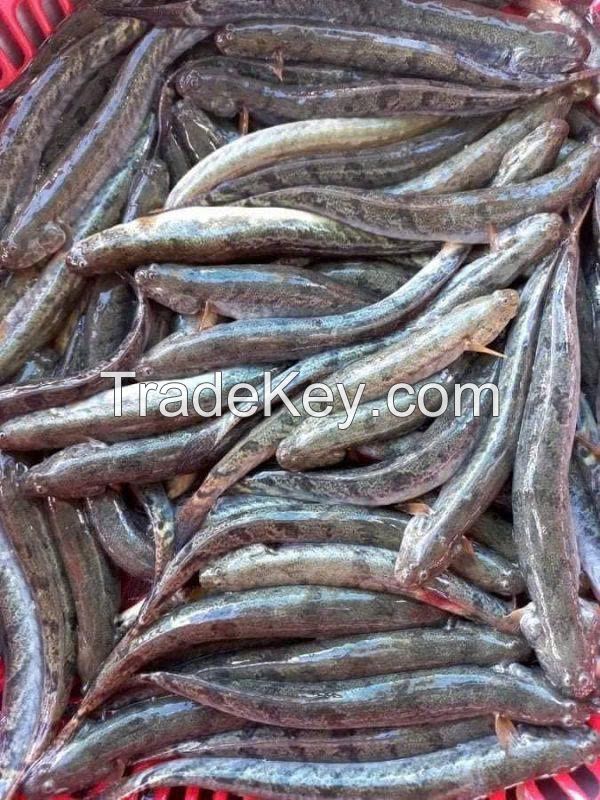 FROZEN GOBY FISH PREMIUM QUALITY SEAFOOD BULK WHOLESALE SUPPLY EXPORT PRODUCT HOT DEAL TOP SALES BEST PRICE