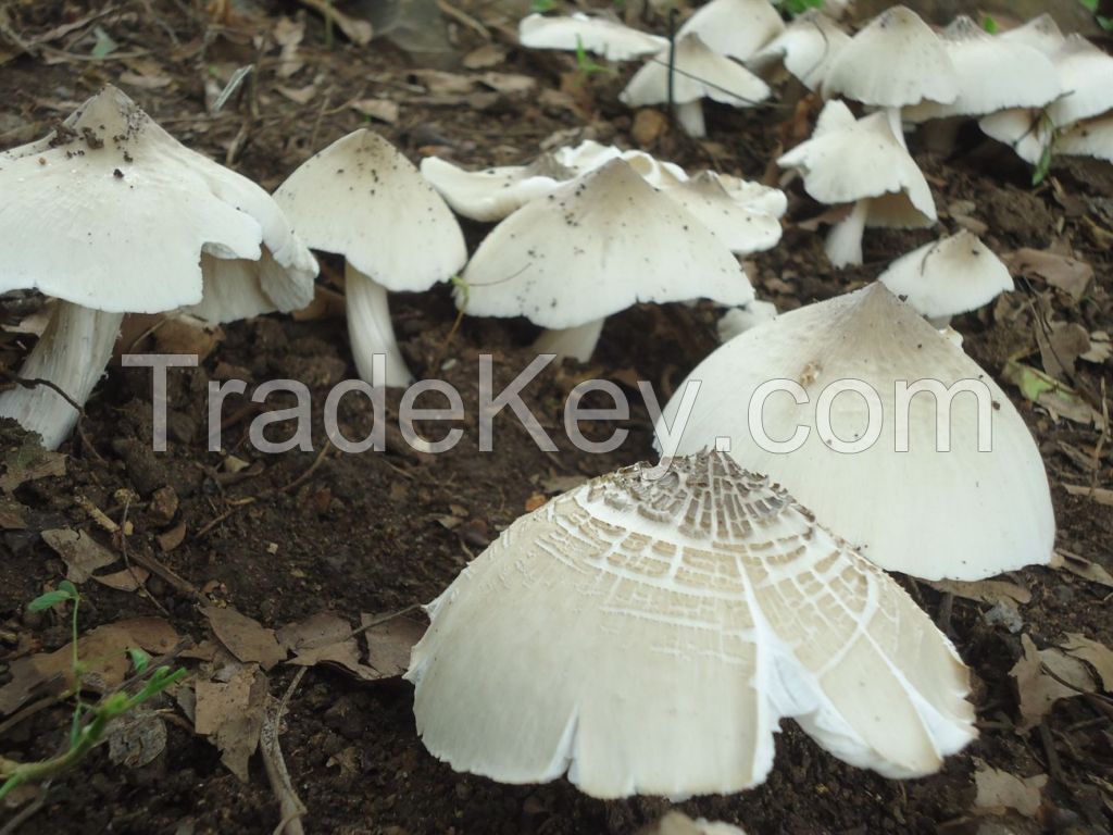 CLEAN LABEL DRIED TERMITE MUSHROOM NO ADDITIVES