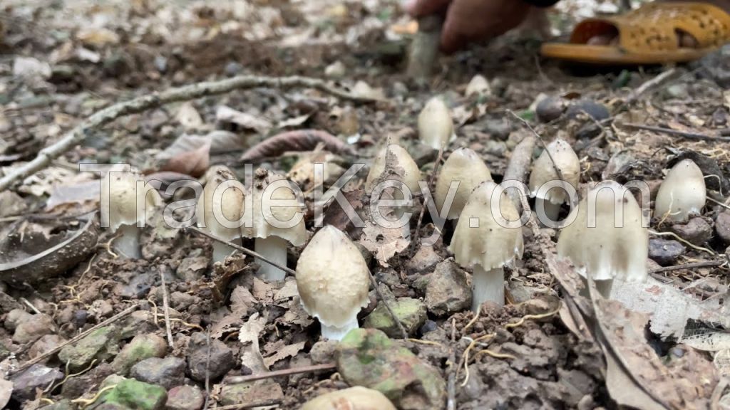 CLEAN LABEL DRIED TERMITE MUSHROOM NO ADDITIVES