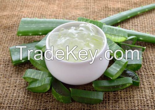 ALL NATURAL FROZEN ALOE VERA WHOLESALE PURE COOLING INGREDIENT FOR BEVERAGE AND BEAUTY INDUSTRIES