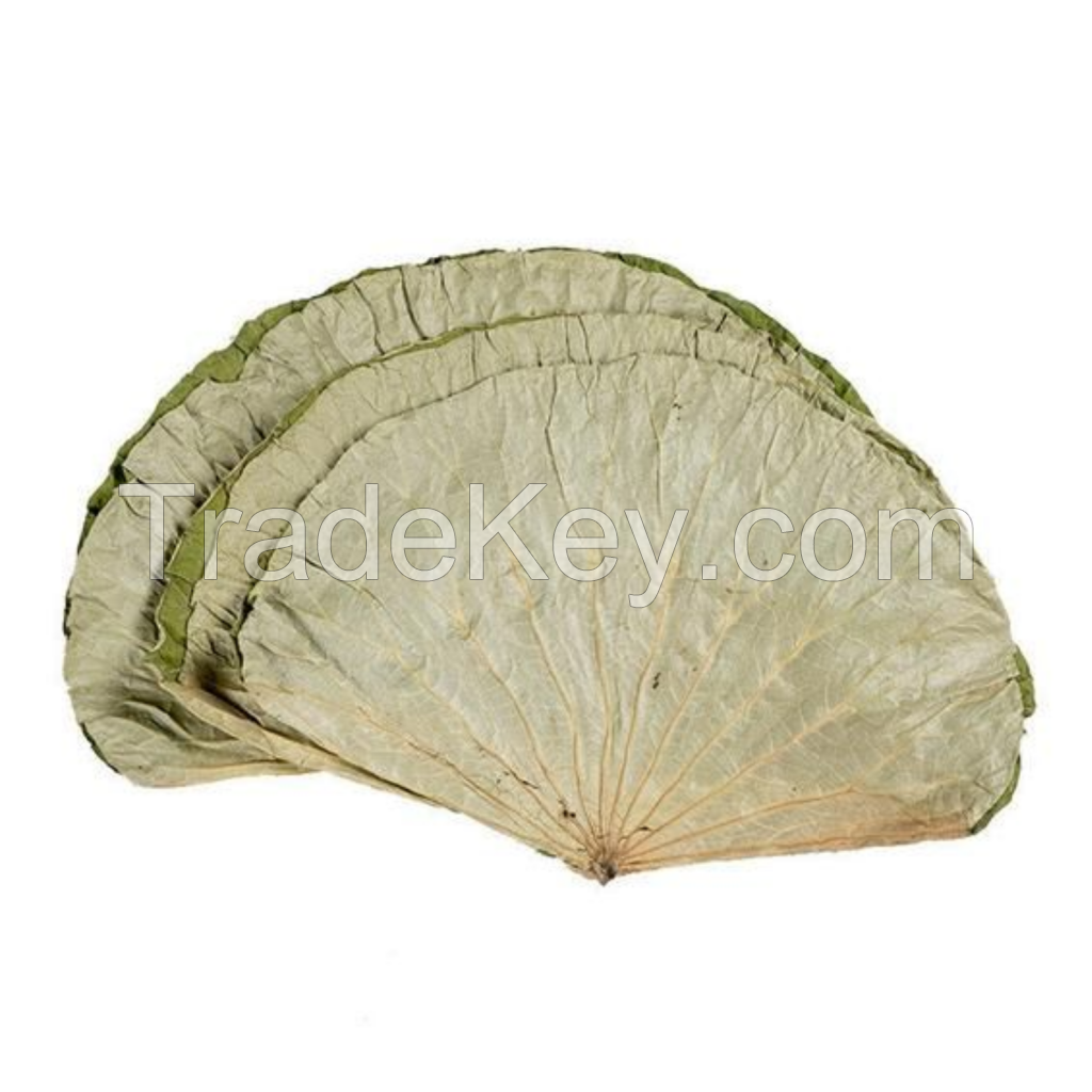 HIGH QUALITY DRIED LOTUS LEAF FOR CLEAN CALMING TEA RECIPES