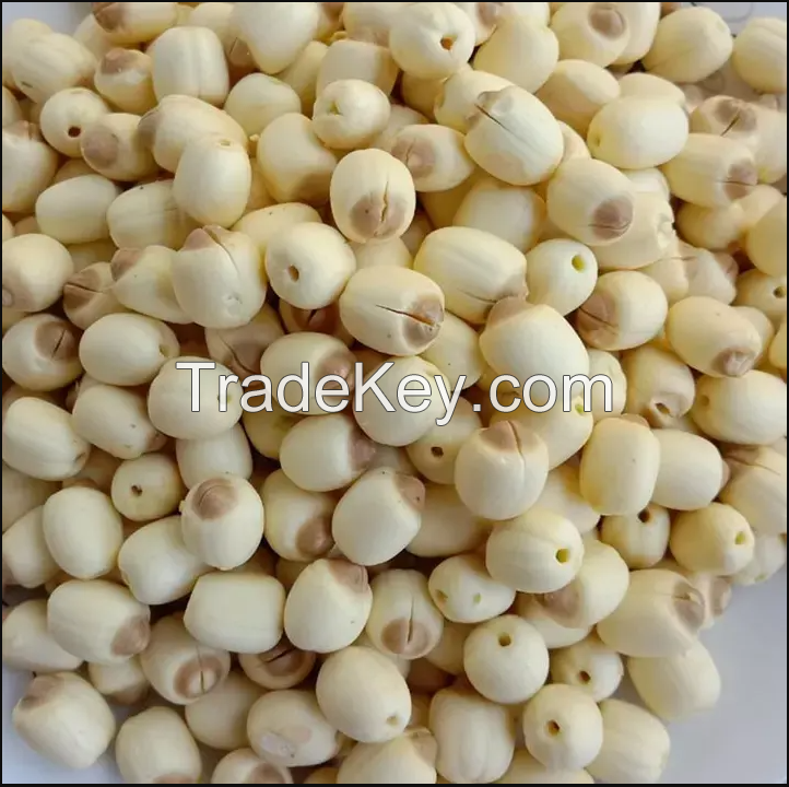 HIGH QUALITY LOTUS SEEDS FOR HEALTHY SNACKING AND COOKING