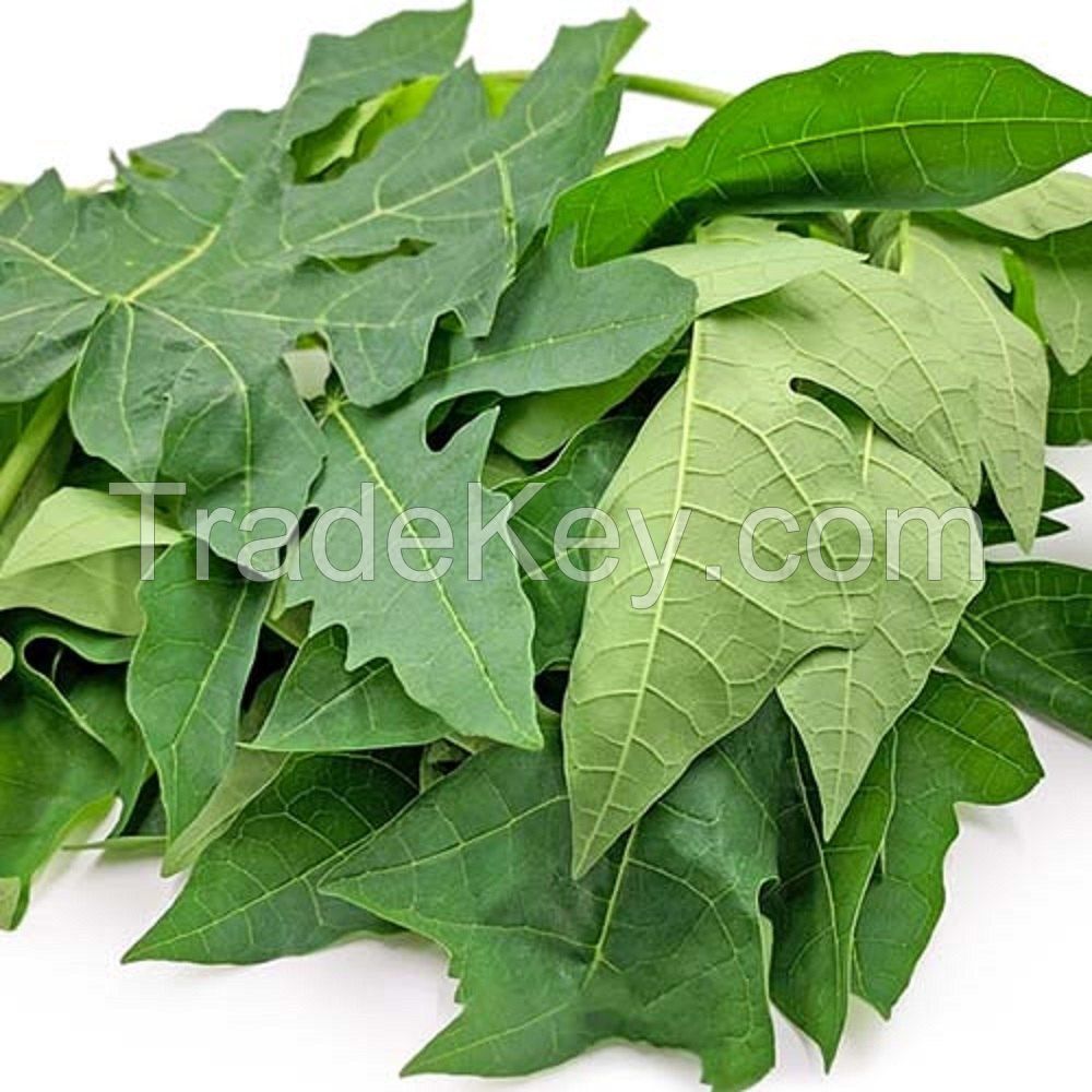 PURE DRIED PAPAYA LEAVES FOR TRADITIONAL MEDICINE AND DAILY WELLNESS