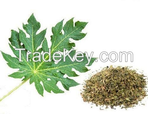 PREMIUM DRIED PAPAYA LEAVES FOR DETOX TEA IMMUNITY AND WELLNESS PRODUCTS