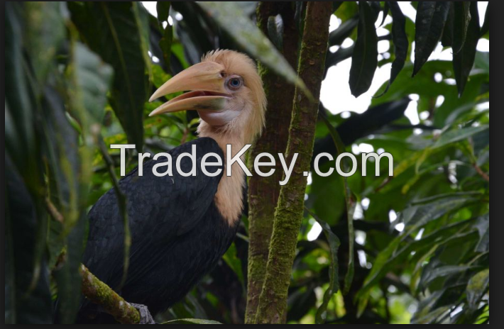 hornbill