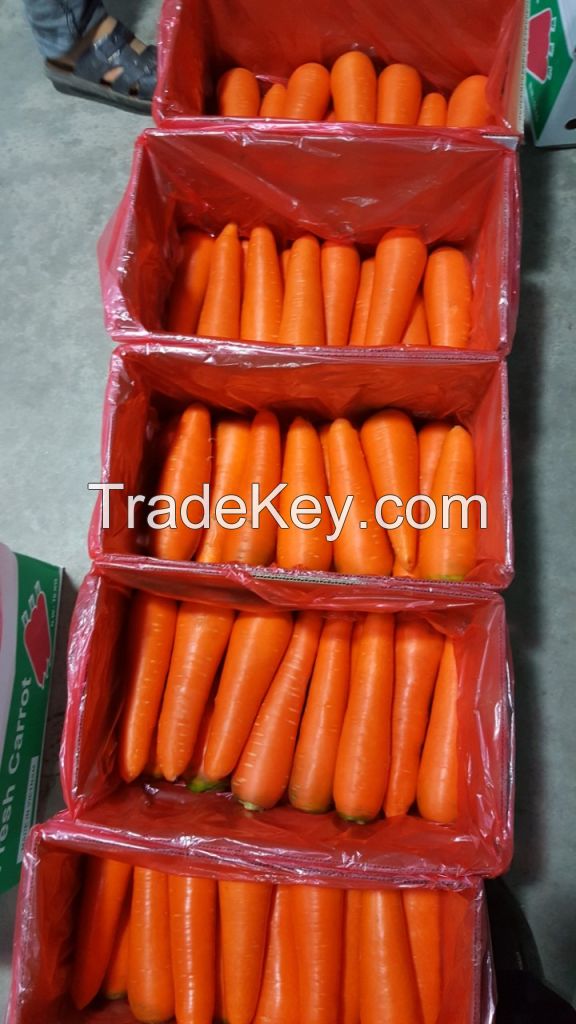 Fresh Carrots