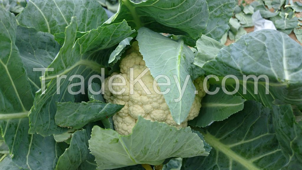 Fresh Cauliflower