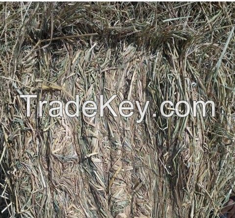 Rice Straw (High grade from Pakistan)