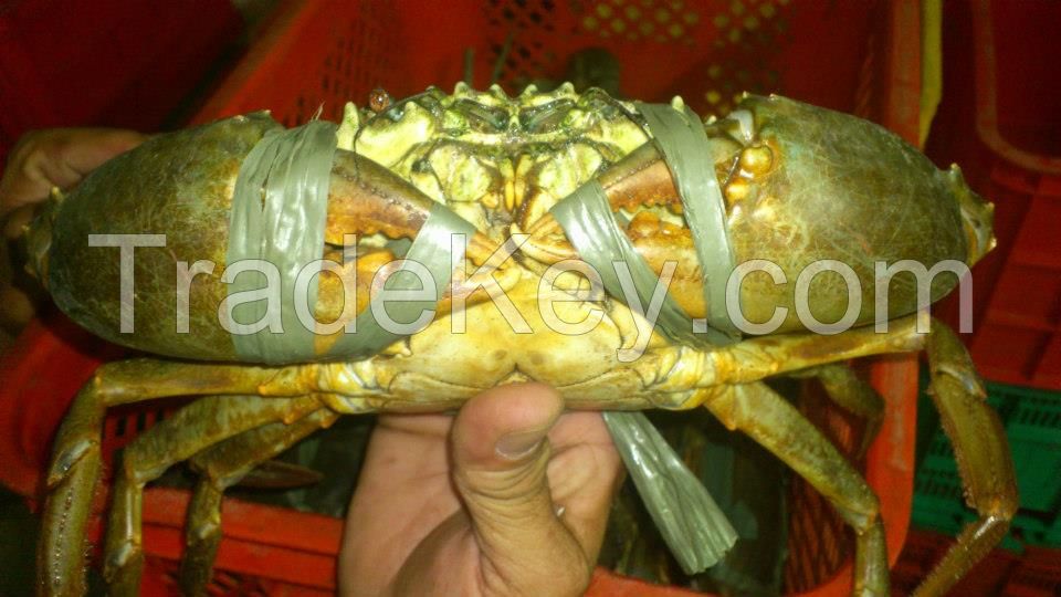 Live and Frozen Mud Crabs